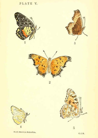 Reproducción/Reproduction 6358233953: A manual of North American butterflies Boston :De Wolfe, Fiske & Co.,1891