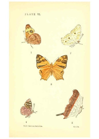 Reproducción/Reproduction 6358234327: A manual of North American butterflies Boston :De Wolfe, Fiske & Co.,1891
