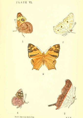 Reproducción/Reproduction 6358234327: A manual of North American butterflies Boston :De Wolfe, Fiske & Co.,1891