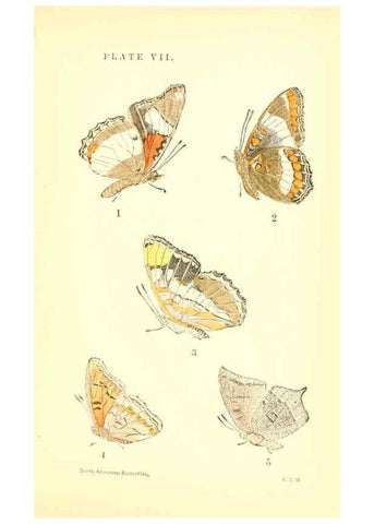 Reproducción/Reproduction 6358234793: A manual of North American butterflies Boston :De Wolfe, Fiske & Co.,1891
