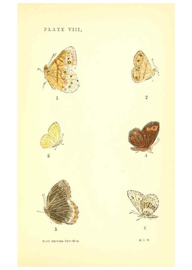 Reproducción/Reproduction 6358235107: A manual of North American butterflies Boston :De Wolfe, Fiske & Co.,1891