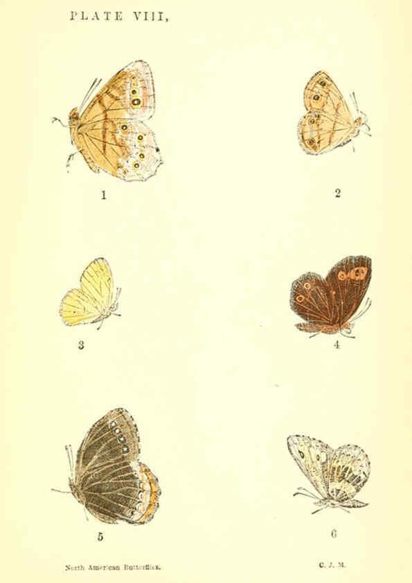 Reproducción/Reproduction 6358235107: A manual of North American butterflies Boston :De Wolfe, Fiske & Co.,1891