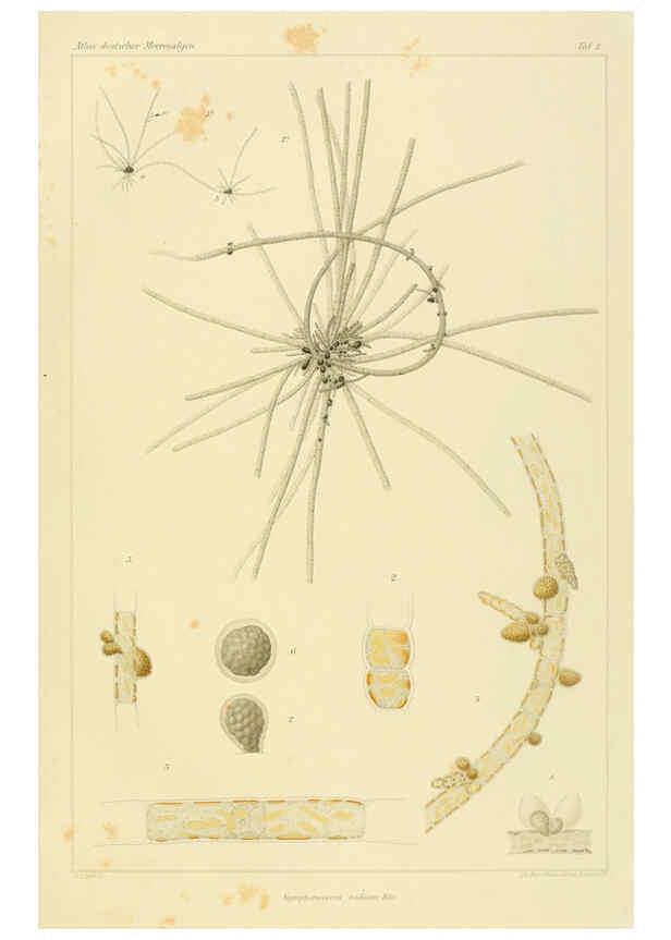 Reproducción/Reproduction 6358280793: Atlas deutscher Meeresalgen Berlin :P. Parey,1889-1892