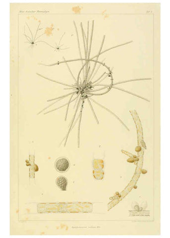Reproducción/Reproduction 6358280793: Atlas deutscher Meeresalgen Berlin :P. Parey,1889-1892