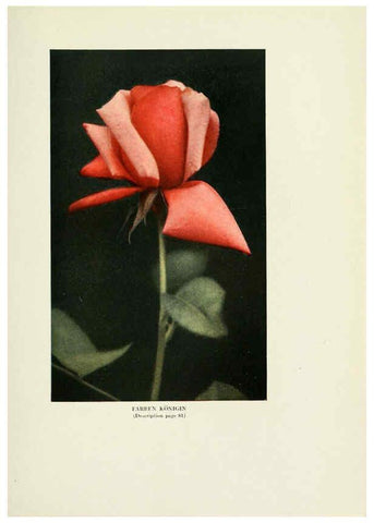 Reproducción/Reproduction 6308665349: The practical book of outdoor rose growing for the home garden Philadelphia and London,J.B. Lippincott, Co.,1920