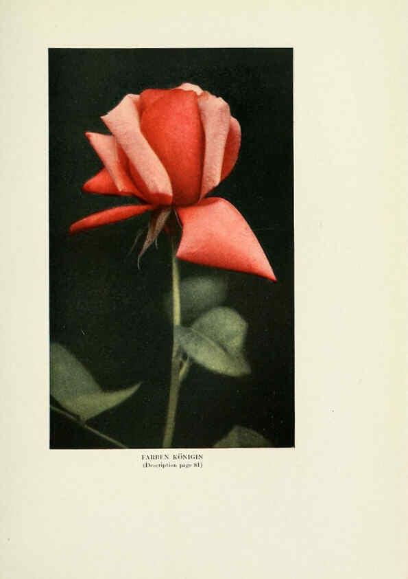 Reproducción/Reproduction 6308665349: The practical book of outdoor rose growing for the home garden Philadelphia and London,J.B. Lippincott, Co.,1920