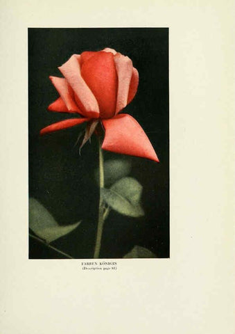 Reproducción/Reproduction 6308665349: The practical book of outdoor rose growing for the home garden Philadelphia and London,J.B. Lippincott, Co.,1920