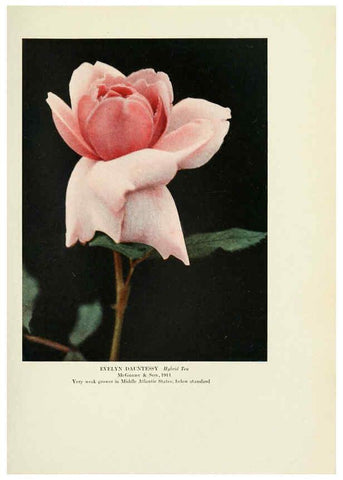 Reproducción/Reproduction 6309186164: The practical book of outdoor rose growing for the home garden Philadelphia and London,J.B. Lippincott, Co.,1920
