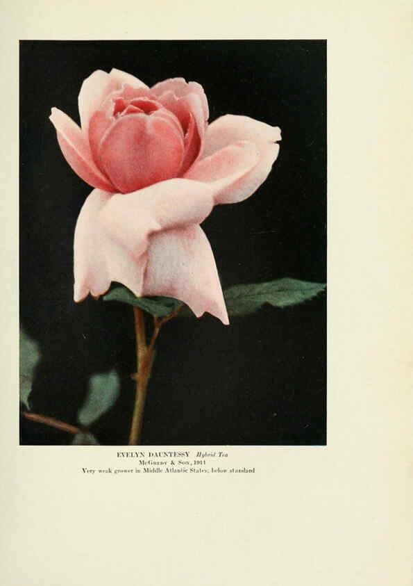Reproducción/Reproduction 6309186164: The practical book of outdoor rose growing for the home garden Philadelphia and London,J.B. Lippincott, Co.,1920