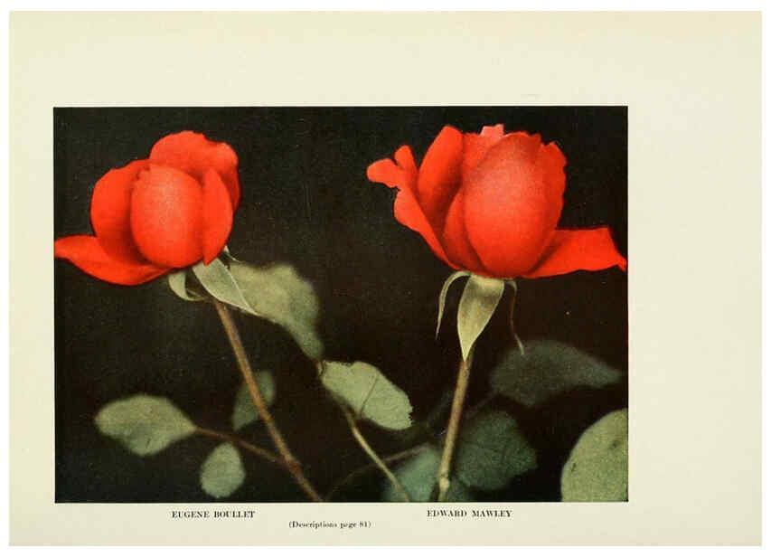 Reproducción/Reproduction 6309186030: The practical book of outdoor rose growing for the home garden Philadelphia and London,J.B. Lippincott, Co.,1920