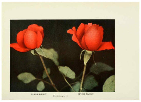 Reproducción/Reproduction 6309186030: The practical book of outdoor rose growing for the home garden Philadelphia and London,J.B. Lippincott, Co.,1920