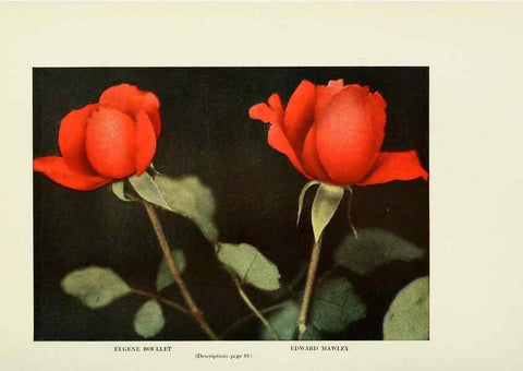 Reproducción/Reproduction 6309186030: The practical book of outdoor rose growing for the home garden Philadelphia and London,J.B. Lippincott, Co.,1920