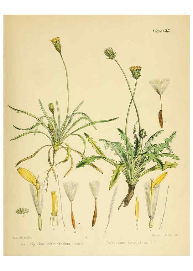 Reproducción/Reproduction 6302967224: The botany of the Antarctic voyage of H.M. discovery ships Erebus and Terror in the Years 1839-1843. v.1. plates London :Reeve Brothers,1844-60