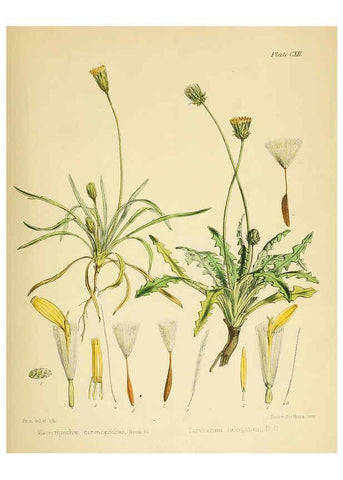 Reproducción/Reproduction 6302967224: The botany of the Antarctic voyage of H.M. discovery ships Erebus and Terror in the Years 1839-1843. v.1. plates London :Reeve Brothers,1844-60