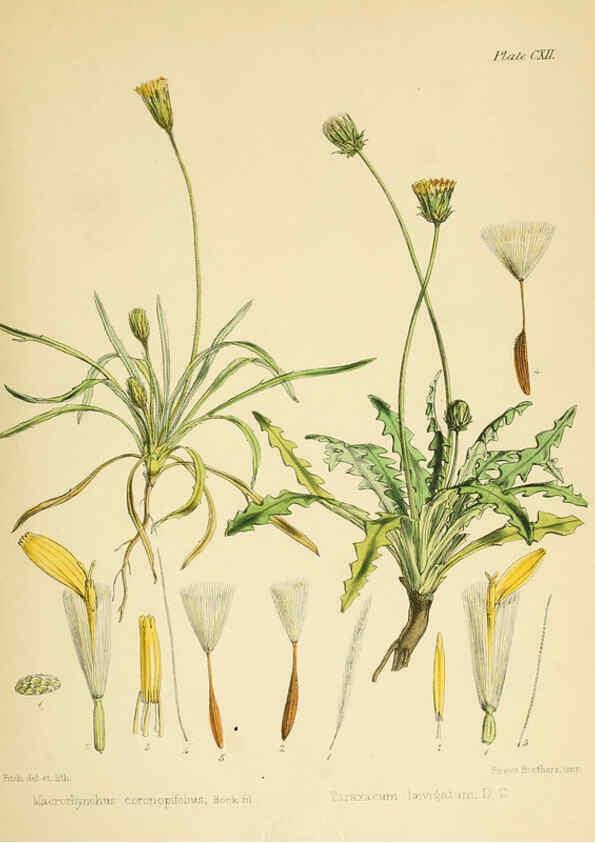 Reproducción/Reproduction 6302967224: The botany of the Antarctic voyage of H.M. discovery ships Erebus and Terror in the Years 1839-1843. v.1. plates London :Reeve Brothers,1844-60