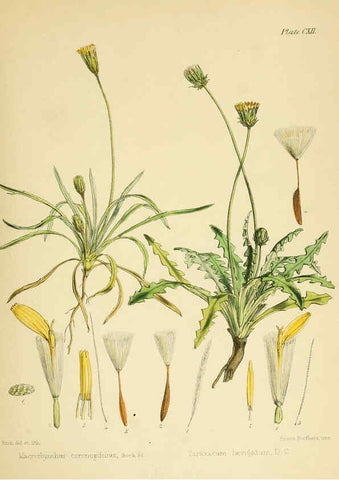 Reproducción/Reproduction 6302967224: The botany of the Antarctic voyage of H.M. discovery ships Erebus and Terror in the Years 1839-1843. v.1. plates London :Reeve Brothers,1844-60