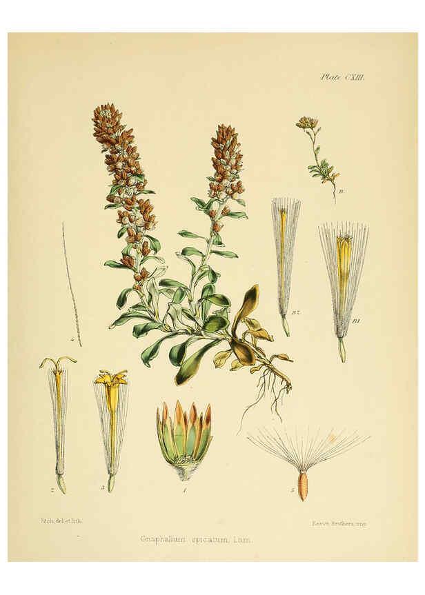 Reproducción/Reproduction 6302967628: The botany of the Antarctic voyage of H.M. discovery ships Erebus and Terror in the Years 1839-1843. v.1. plates London :Reeve Brothers,1844-60