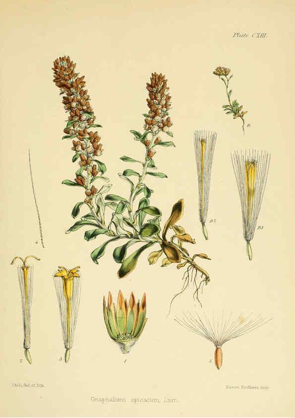 Reproducción/Reproduction 6302967628: The botany of the Antarctic voyage of H.M. discovery ships Erebus and Terror in the Years 1839-1843. v.1. plates London :Reeve Brothers,1844-60