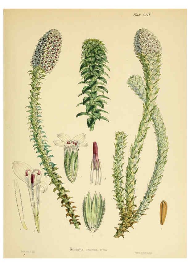 Reproducción/Reproduction 6302967854: The botany of the Antarctic voyage of H.M. discovery ships Erebus and Terror in the Years 1839-1843. v.1. plates London :Reeve Brothers,1844-60