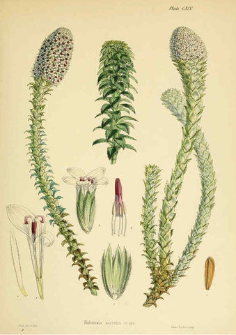 Reproducción/Reproduction 6302967854: The botany of the Antarctic voyage of H.M. discovery ships Erebus and Terror in the Years 1839-1843. v.1. plates London :Reeve Brothers,1844-60