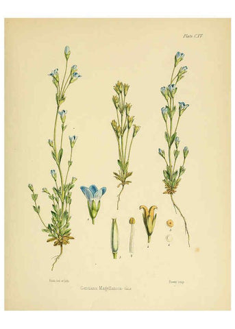 Reproducción/Reproduction 6302968162: The botany of the Antarctic voyage of H.M. discovery ships Erebus and Terror in the Years 1839-1843. v.1. plates London :Reeve Brothers,1844-60