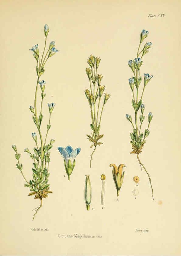 Reproducción/Reproduction 6302968162: The botany of the Antarctic voyage of H.M. discovery ships Erebus and Terror in the Years 1839-1843. v.1. plates London :Reeve Brothers,1844-60