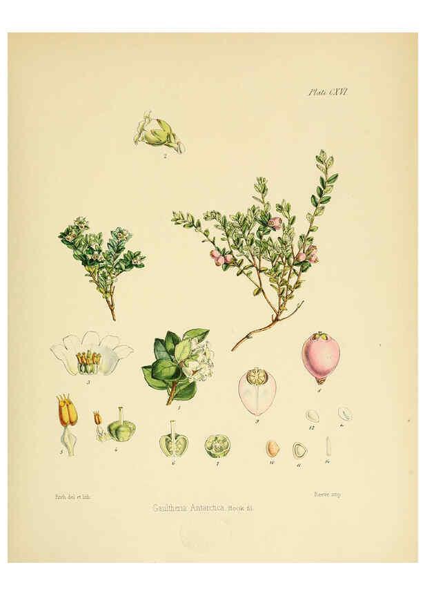 Reproducción/Reproduction 6302442415: The botany of the Antarctic voyage of H.M. discovery ships Erebus and Terror in the Years 1839-1843. v.1. plates London :Reeve Brothers,1844-60