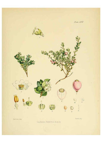 Reproducción/Reproduction 6302442415: The botany of the Antarctic voyage of H.M. discovery ships Erebus and Terror in the Years 1839-1843. v.1. plates London :Reeve Brothers,1844-60