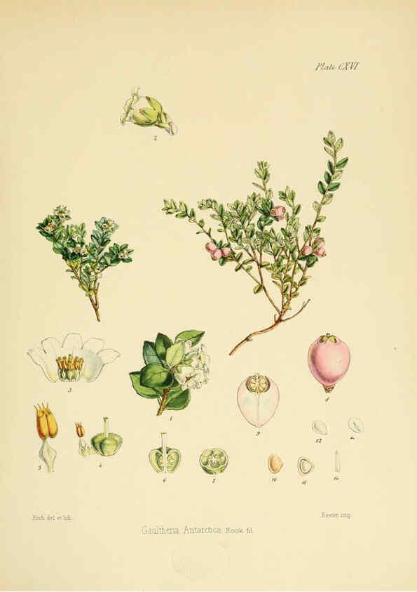 Reproducción/Reproduction 6302442415: The botany of the Antarctic voyage of H.M. discovery ships Erebus and Terror in the Years 1839-1843. v.1. plates London :Reeve Brothers,1844-60