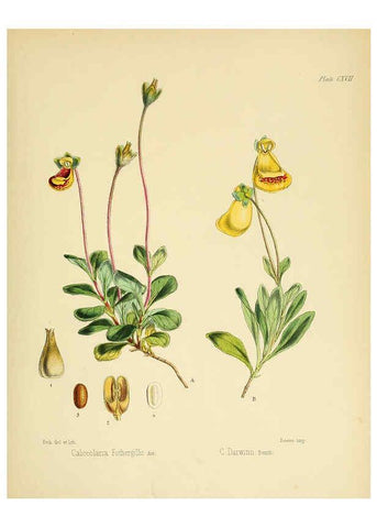 Reproducción/Reproduction 6302968612: The botany of the Antarctic voyage of H.M. discovery ships Erebus and Terror in the Years 1839-1843. v.1. plates London :Reeve Brothers,1844-60