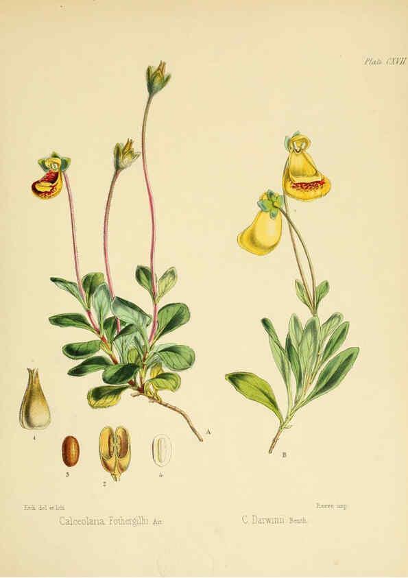 Reproducción/Reproduction 6302968612: The botany of the Antarctic voyage of H.M. discovery ships Erebus and Terror in the Years 1839-1843. v.1. plates London :Reeve Brothers,1844-60