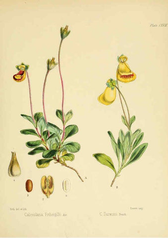 Reproducción/Reproduction 6302968612: The botany of the Antarctic voyage of H.M. discovery ships Erebus and Terror in the Years 1839-1843. v.1. plates London :Reeve Brothers,1844-60