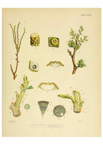 Reproducción/Reproduction 6302968968: The botany of the Antarctic voyage of H.M. discovery ships Erebus and Terror in the Years 1839-1843. v.1. plates London :Reeve Brothers,1844-60
