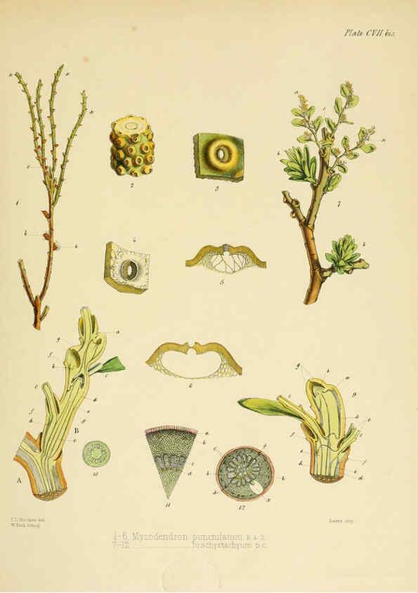 Reproducción/Reproduction 6302968968: The botany of the Antarctic voyage of H.M. discovery ships Erebus and Terror in the Years 1839-1843. v.1. plates London :Reeve Brothers,1844-60
