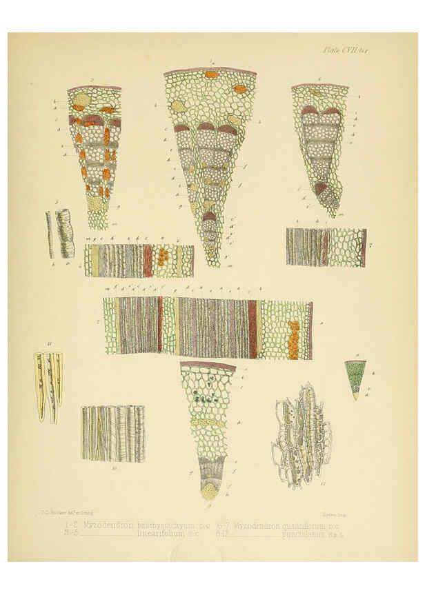Reproducción/Reproduction 6302969270: The botany of the Antarctic voyage of H.M. discovery ships Erebus and Terror in the Years 1839-1843. v.1. plates London :Reeve Brothers,1844-60