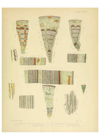 Reproducción/Reproduction 6302969270: The botany of the Antarctic voyage of H.M. discovery ships Erebus and Terror in the Years 1839-1843. v.1. plates London :Reeve Brothers,1844-60