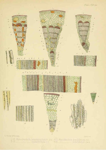 Reproducción/Reproduction 6302969270: The botany of the Antarctic voyage of H.M. discovery ships Erebus and Terror in the Years 1839-1843. v.1. plates London :Reeve Brothers,1844-60