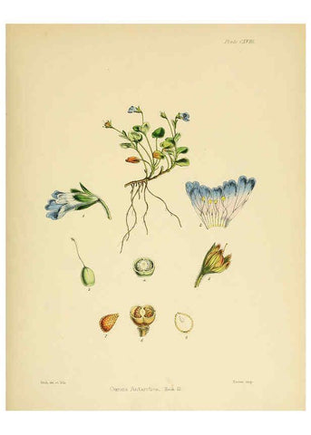 Reproducción/Reproduction 6302969618: The botany of the Antarctic voyage of H.M. discovery ships Erebus and Terror in the Years 1839-1843. v.1. plates London :Reeve Brothers,1844-60