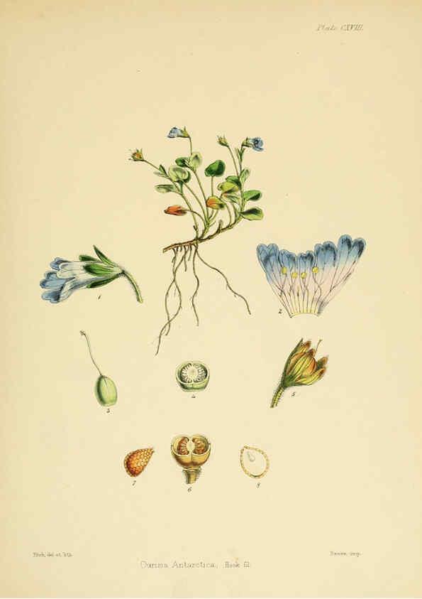 Reproducción/Reproduction 6302969618: The botany of the Antarctic voyage of H.M. discovery ships Erebus and Terror in the Years 1839-1843. v.1. plates London :Reeve Brothers,1844-60