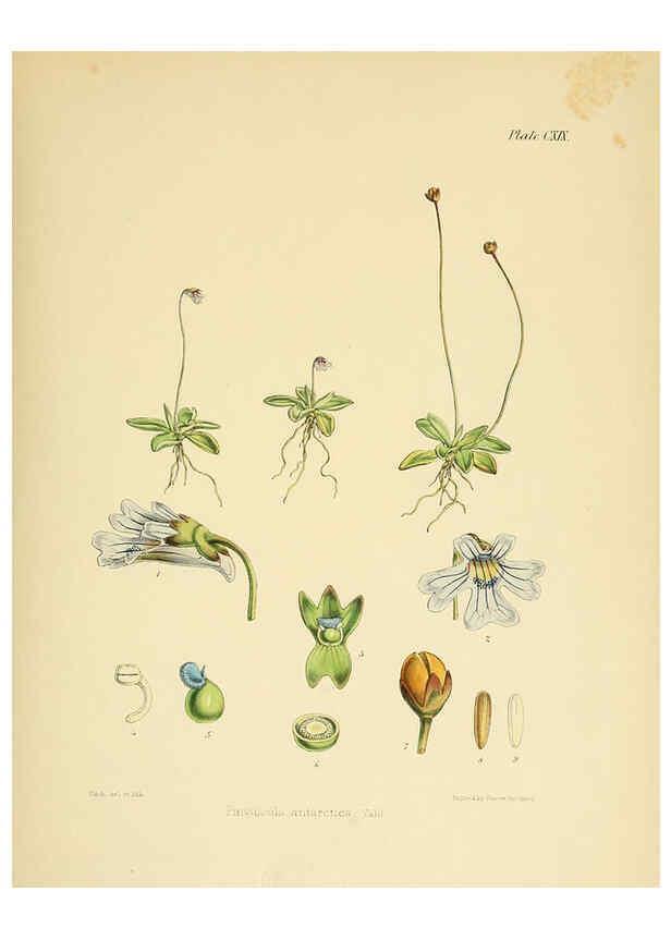 Reproducción/Reproduction 6302443933: The botany of the Antarctic voyage of H.M. discovery ships Erebus and Terror in the Years 1839-1843. v.1. plates London :Reeve Brothers,1844-60