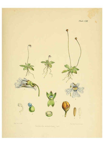 Reproducción/Reproduction 6302443933: The botany of the Antarctic voyage of H.M. discovery ships Erebus and Terror in the Years 1839-1843. v.1. plates London :Reeve Brothers,1844-60