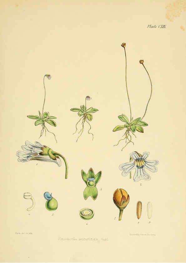 Reproducción/Reproduction 6302443933: The botany of the Antarctic voyage of H.M. discovery ships Erebus and Terror in the Years 1839-1843. v.1. plates London :Reeve Brothers,1844-60