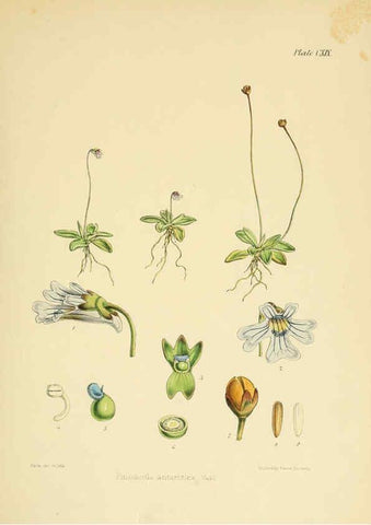 Reproducción/Reproduction 6302443933: The botany of the Antarctic voyage of H.M. discovery ships Erebus and Terror in the Years 1839-1843. v.1. plates London :Reeve Brothers,1844-60
