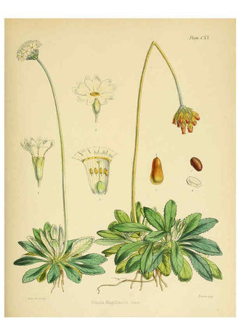 Reproducción/Reproduction 6302444149: The botany of the Antarctic voyage of H.M. discovery ships Erebus and Terror in the Years 1839-1843. v.1. plates London :Reeve Brothers,1844-60