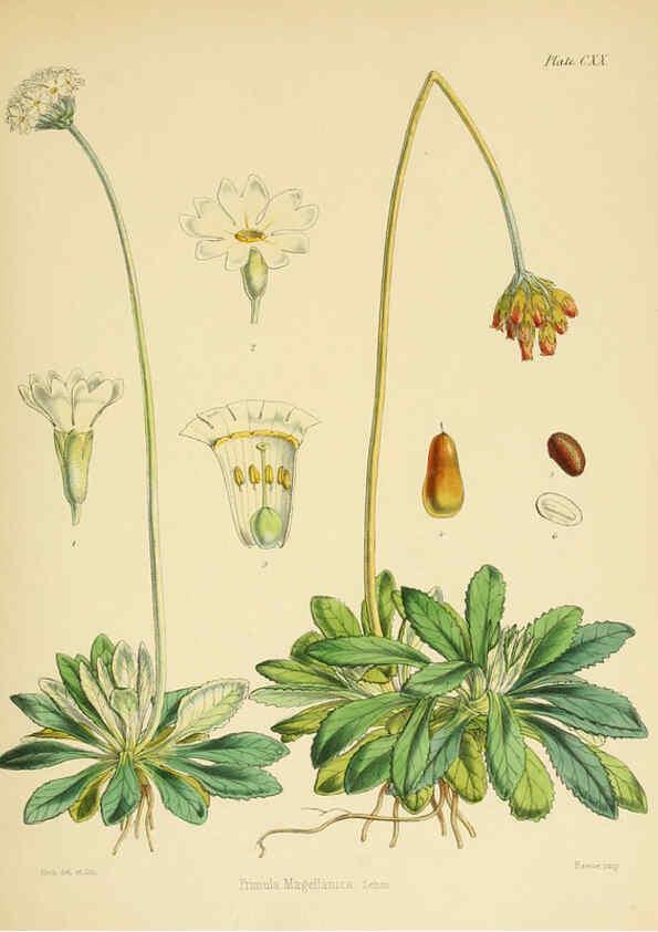 Reproducción/Reproduction 6302444149: The botany of the Antarctic voyage of H.M. discovery ships Erebus and Terror in the Years 1839-1843. v.1. plates London :Reeve Brothers,1844-60