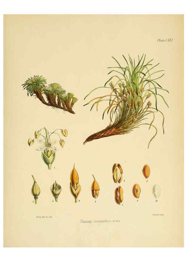 Reproducción/Reproduction 6302970408: The botany of the Antarctic voyage of H.M. discovery ships Erebus and Terror in the Years 1839-1843. v.1. plates London :Reeve Brothers,1844-60
