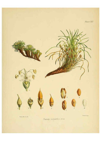 Reproducción/Reproduction 6302970408: The botany of the Antarctic voyage of H.M. discovery ships Erebus and Terror in the Years 1839-1843. v.1. plates London :Reeve Brothers,1844-60