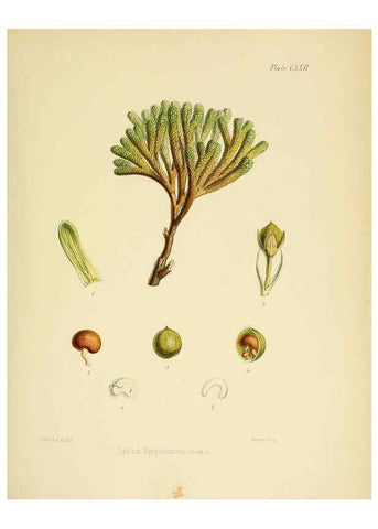 Reproducción/Reproduction 6302970618: The botany of the Antarctic voyage of H.M. discovery ships Erebus and Terror in the Years 1839-1843. v.1. plates London :Reeve Brothers,1844-60