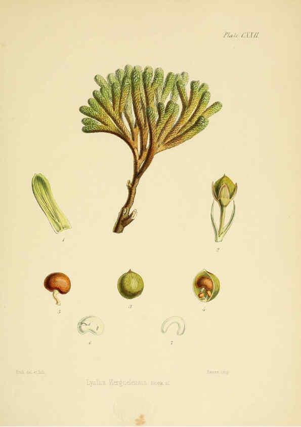 Reproducción/Reproduction 6302970618: The botany of the Antarctic voyage of H.M. discovery ships Erebus and Terror in the Years 1839-1843. v.1. plates London :Reeve Brothers,1844-60