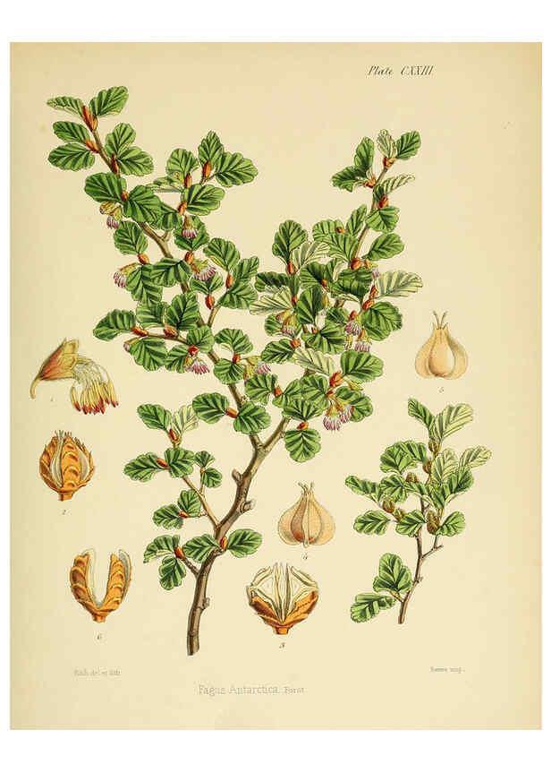 Reproducción/Reproduction 6302970850: The botany of the Antarctic voyage of H.M. discovery ships Erebus and Terror in the Years 1839-1843. v.1. plates London :Reeve Brothers,1844-60